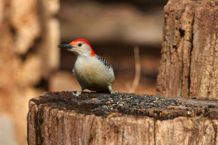 Red-bellied Woodpecker Melanerpes carolinusの写真素材