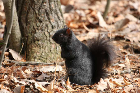 Squirrel Blackの写真素材