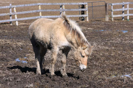 Norwegian Fjord Horseの写真素材