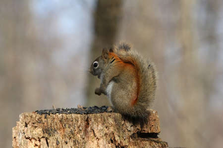 Red Squirrel Tamiasciurus hudsonicusの写真素材