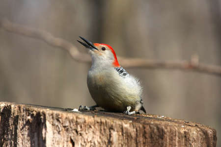 Red-bellied Woodpeckerの写真素材