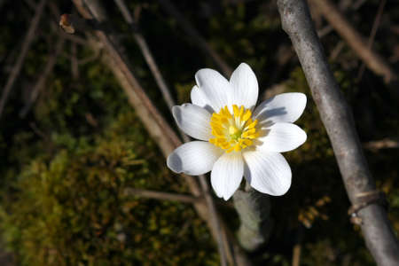 Bloodroot Flower