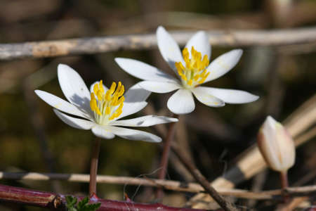 Bloodroot Flower