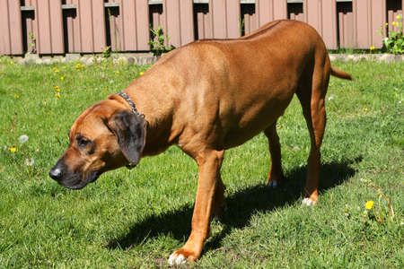 Rhodesian Ridgeback Dogの写真素材