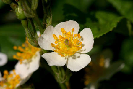 Shrubby Cinquefoil flowerの写真素材