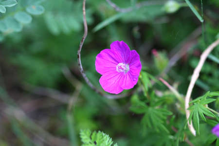 Wild Geranium