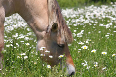 Norwegian Fjord Horseの写真素材