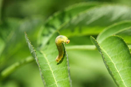 European Skipper caterpillarの写真素材