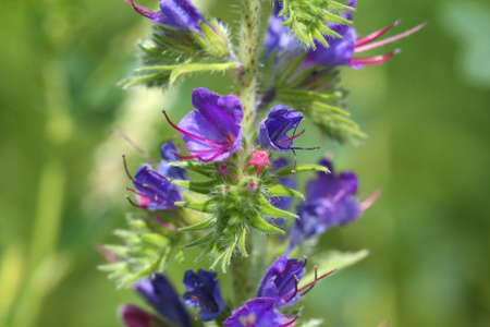 Viper s Bugloss flowerの写真素材
