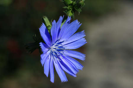 Chickory flowerの写真素材