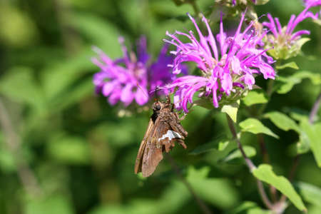 Silver Spotted Skipper Butterflyの写真素材