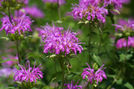Bee Balm flower の写真素材