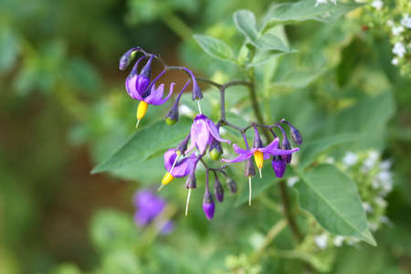 Evening Nightshade flowerの写真素材