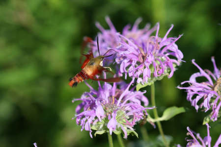 Hummingbird Clearwing Mothの写真素材