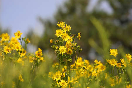 Sunflowerの写真素材
