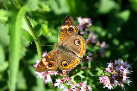 Buckeye Butterfly