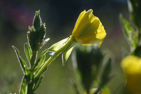 Evening Primrose flowerの写真素材