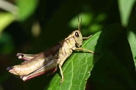 Grasshopperの写真素材