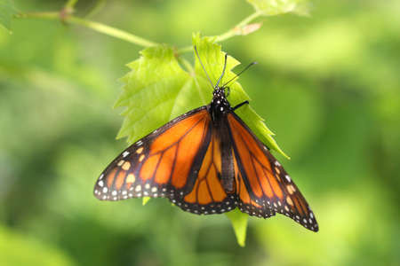 Monarch Butterfly の写真素材