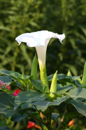 White Trumpet flowerの写真素材