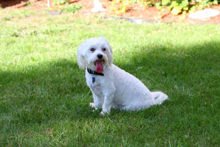 Bichon mix dog