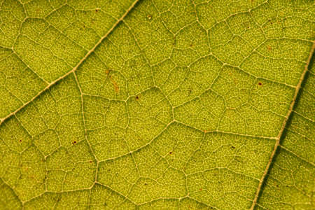 green leaf closeup