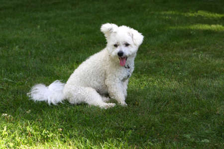 Bichon frise