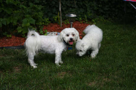 Bichon frise   Bichon mix dogs