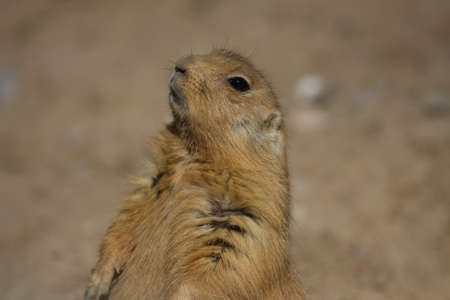 Prairie Dog 
