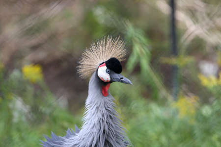 African Crested Craneの写真素材