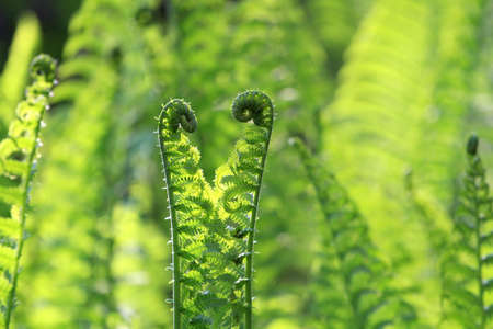 Fernの写真素材