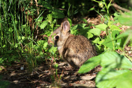 Young Cotton-tail Rabbit