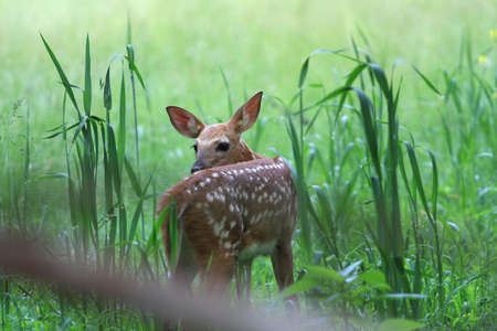White-tail Deer fawn の写真素材