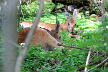White-tail Deer Buck の写真素材
