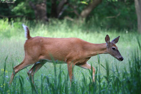 White-tail Deer Doeの写真素材