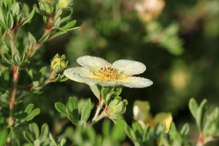 Cinquefoil Flower の写真素材