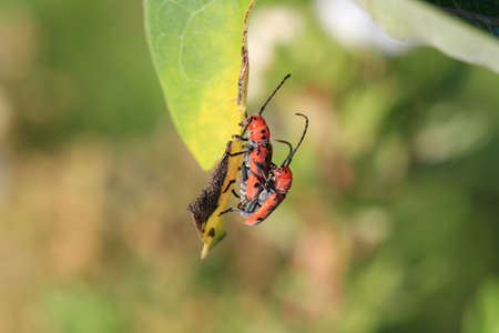 Red Milkweed Beetleの写真素材