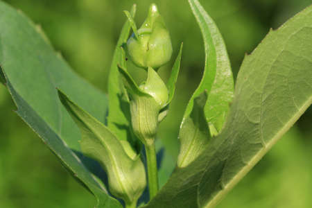 Sunflower Budの写真素材
