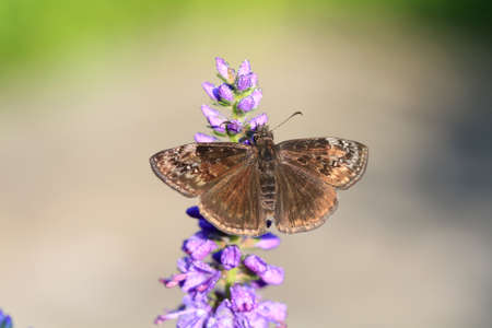 Wild Indigo Duskywing Butterflyの写真素材