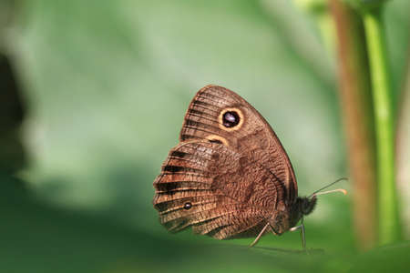 Pearly Eye Butterflyの写真素材