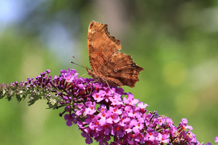 Comma Butterfly