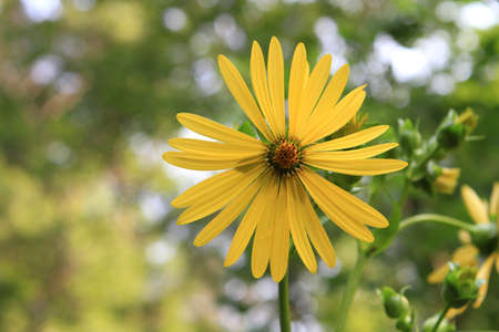 Jerusalem Artichoke flowerの写真素材