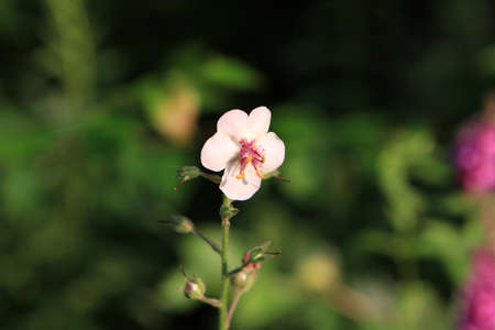 Moth Mullein Flowerの写真素材