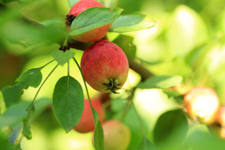 Crabappleの写真素材