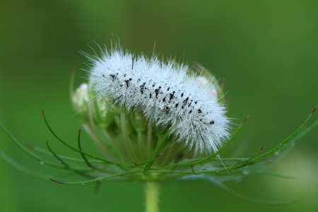 Hickory Tussock Moth caterpillar の写真素材