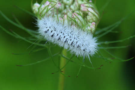 Hickory Tussock Moth caterpillar の写真素材