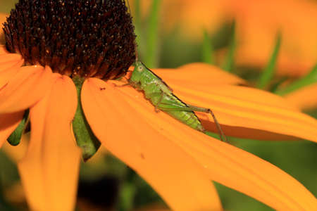 Straight-lanced Meadow Katydidの写真素材
