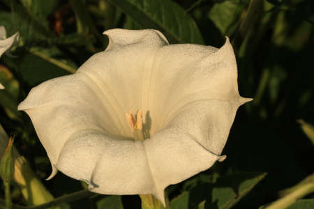 Trumpet flower の写真素材