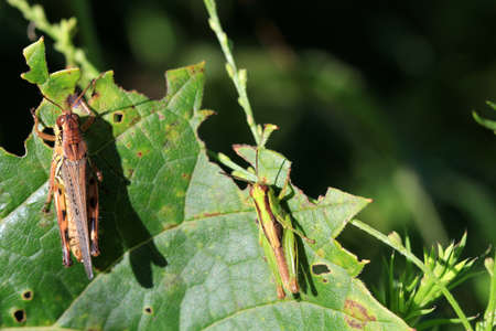 Grasshopperの写真素材