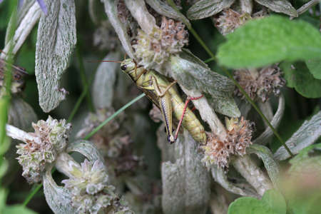 Grasshopper femaleの写真素材